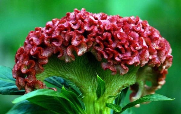 Целозия петушиный гребешок