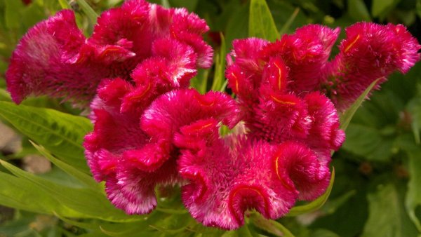 Целозия серебристая гребенчатая