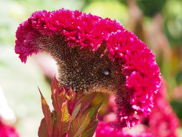 Целозия гребенчатая