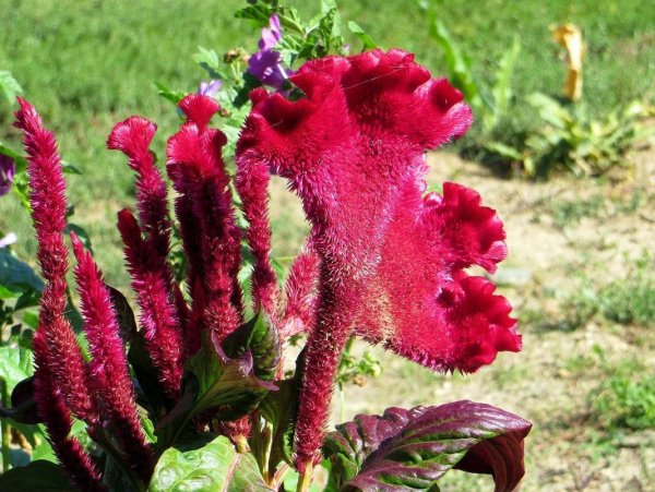 Цветок целозия петушиный гребешок