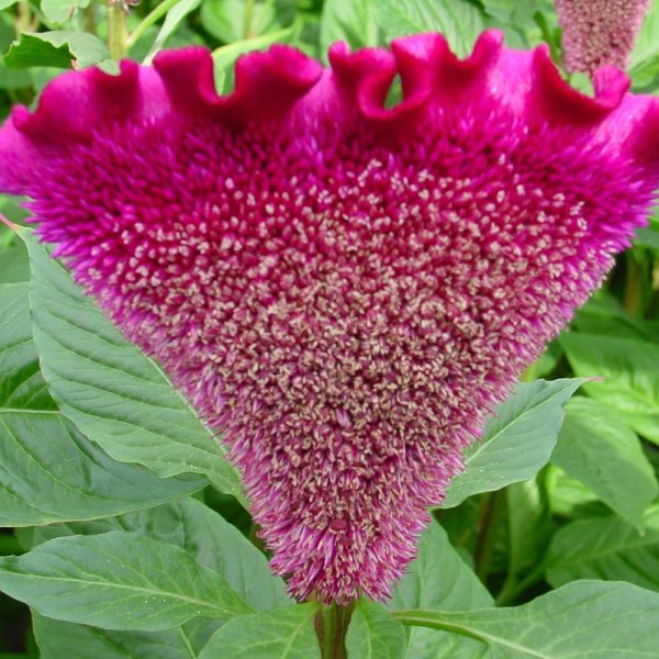 Целозия Кристата