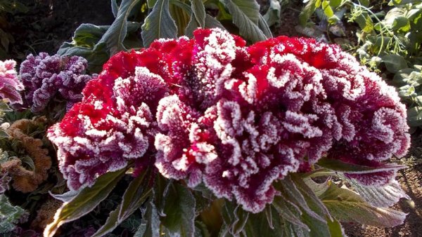 Целозия гребенчатая