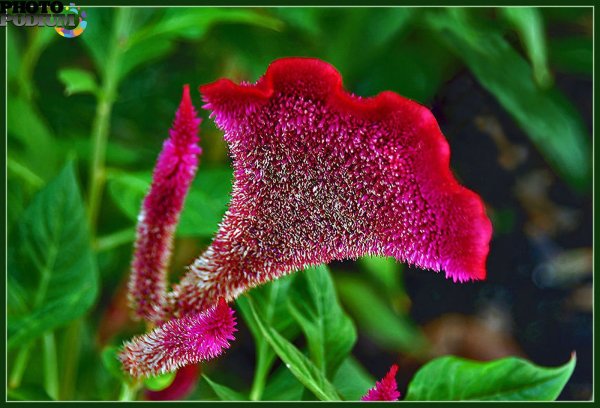 Целозия гребенчатая петушиный гребешок