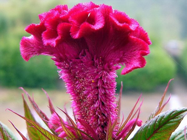 Петушки цветы