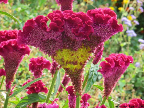 Целозия гребенчатая петушиный гребешок