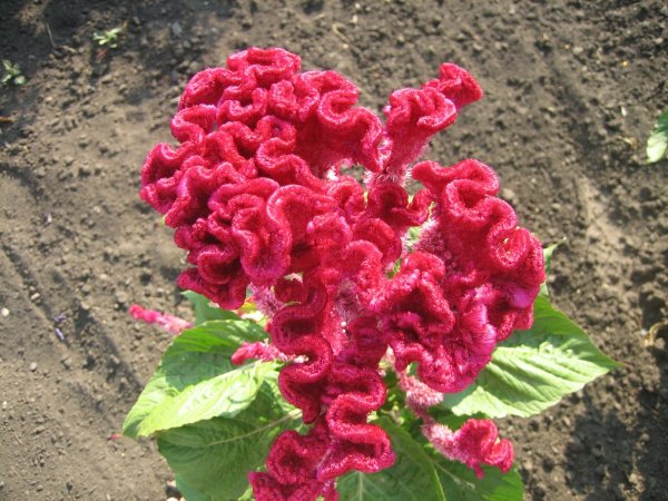 Целозия гребенчатая петушиный гребешок