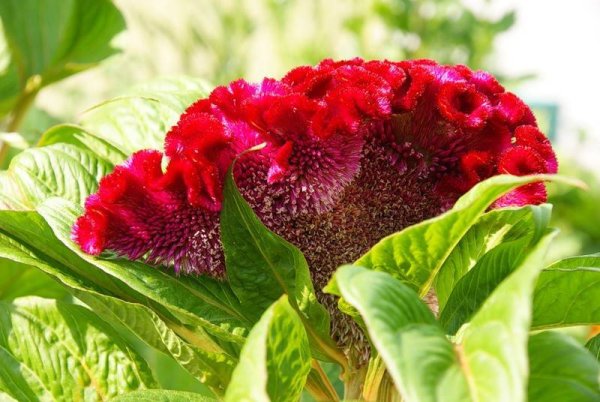 Целозия Империалис