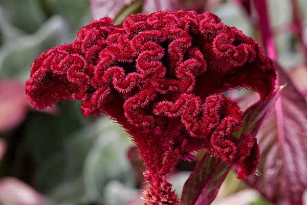 Целозия петушиный гребешок