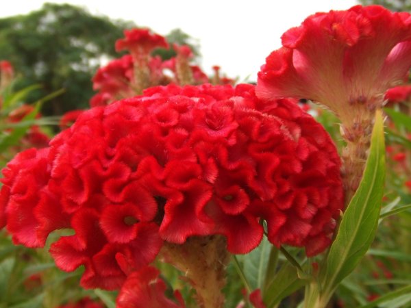 Целозия гребенчатая петушиный гребешок