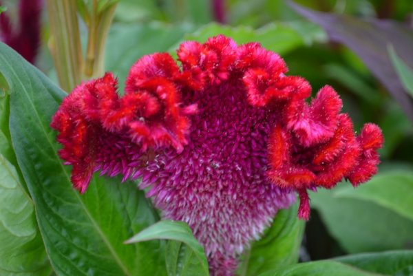 Цветок целозия петушиный гребешок