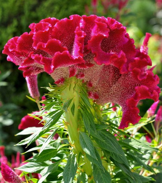 ЦЕЛОЗИЯЦЕЛОЗИЯ гребенчата