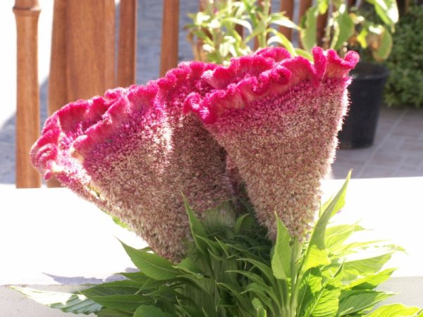 Цветы бархатные гребешки