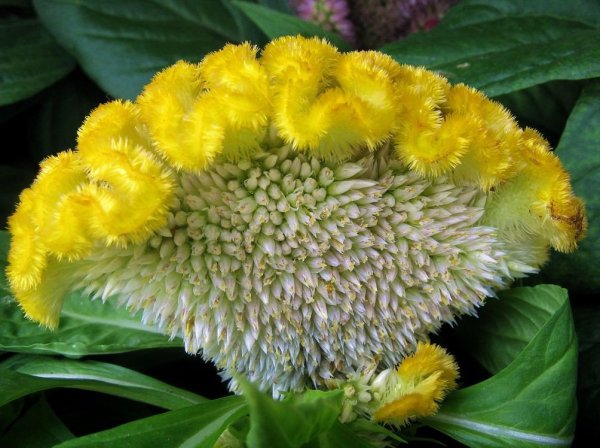 Амарант гребешки