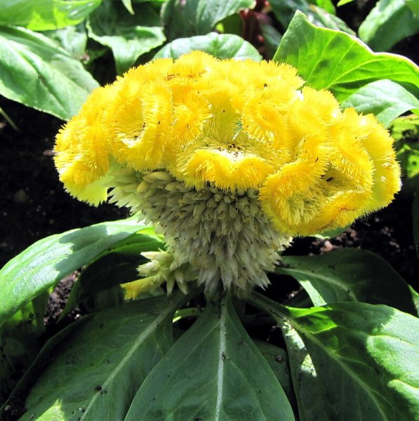 Целозия петушиный гребешок