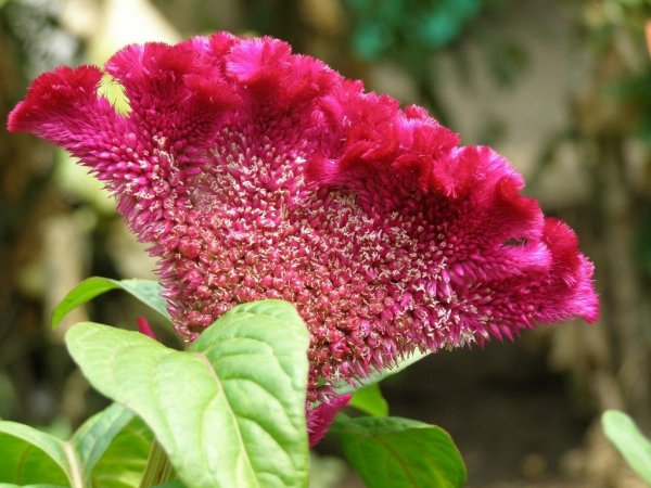 Целозия гребенчатая петушиный гребешок