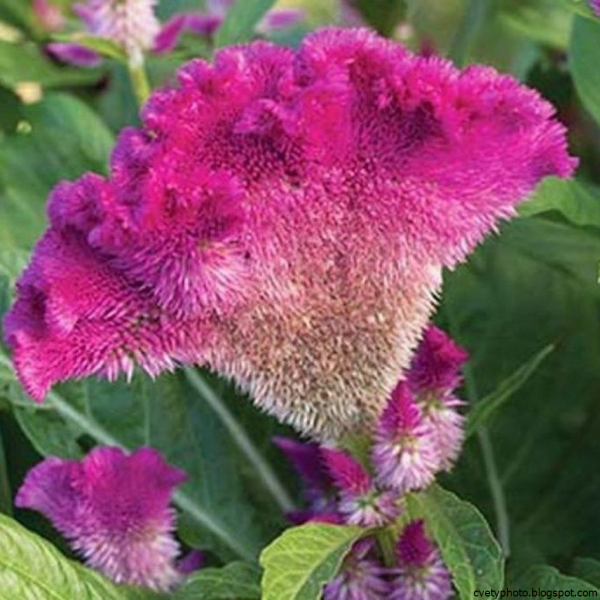 Целозия гребенчатая петушиный гребешок