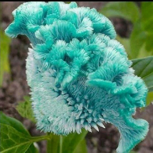 Целозия гребенчатая синия