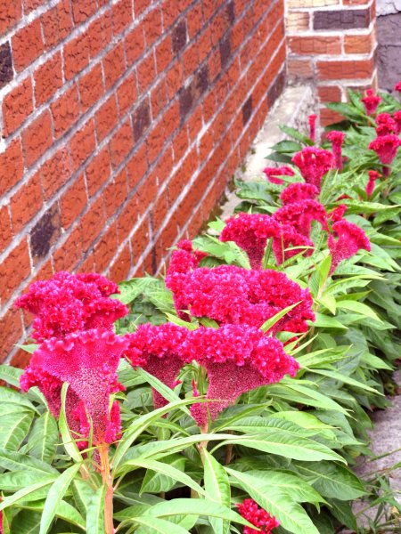 Целозия метельчатая гребенчатая