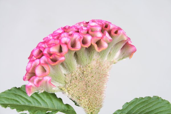 Целозия гребенчатая розовая