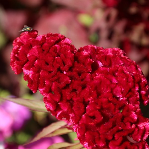 Целозия гребенчатая Курум красная фото