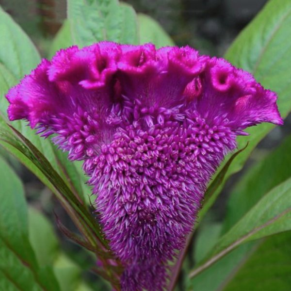 Цветок целозия петушиный гребешок