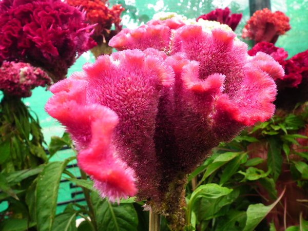 Целозия петушиный гребешок