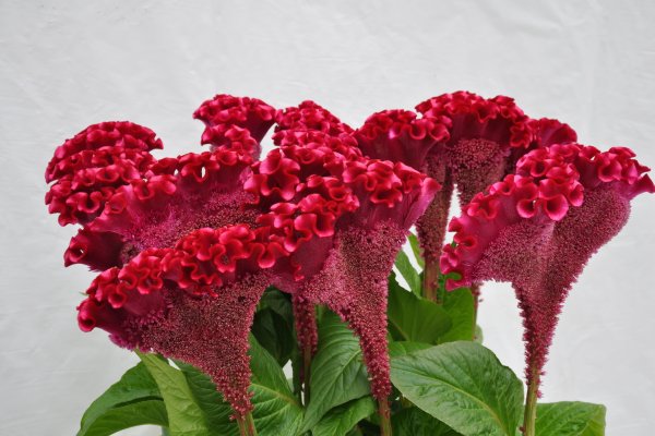 Целозия гребенчатая Dracula