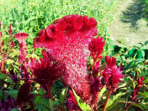 Целозия Империалис