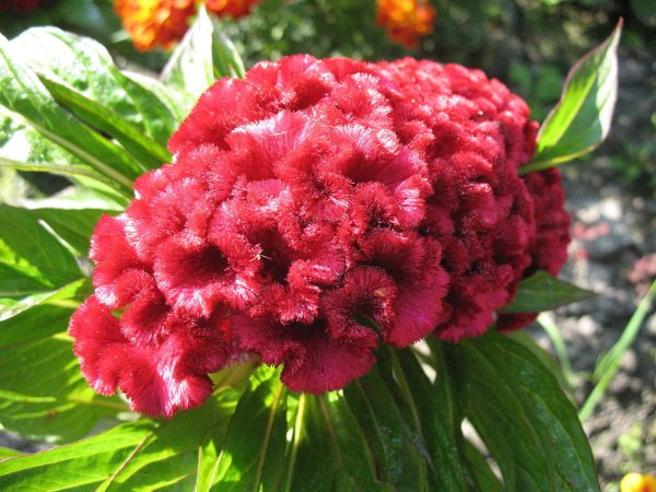 Целозия гребенчатая петушиный гребешок