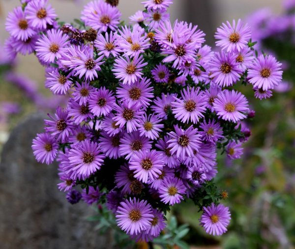 Астра многолетняя Октябринка