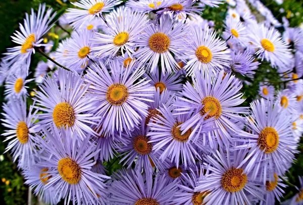 Астра сентябринка многолетняя