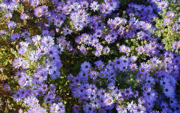 Цветы октябринки и сентябринки