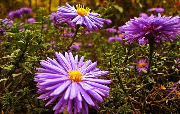 Сентябринки октябринки