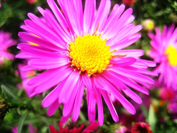 Астра кустарниковая Alice Haslam