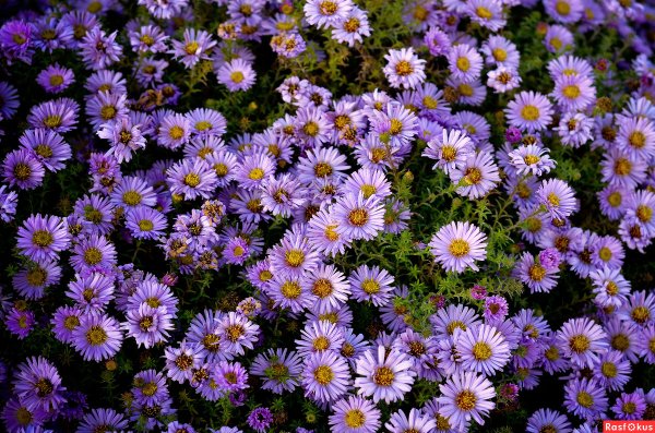 Сентябринки октябринки