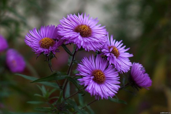 Астра новобельгийская Оман