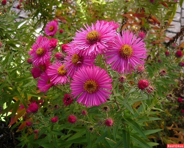 Астра Сентябрина