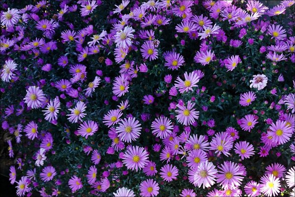 Астра Октябрина многолетняя