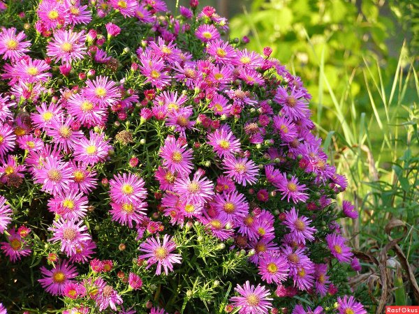 Виргинская Астра сентябринки