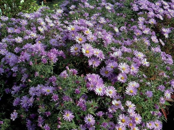 Астра сентябринка многолетняя