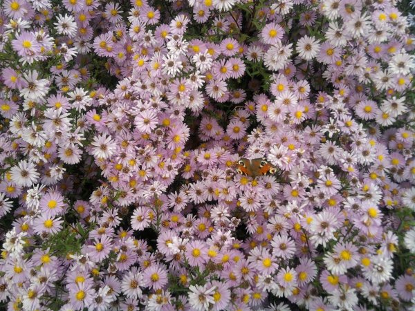 Астра новобельгийская Феллоушип