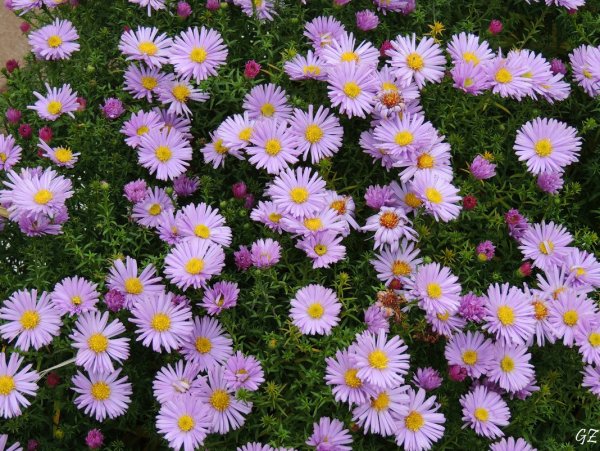 Астра многолетняя Октябринка