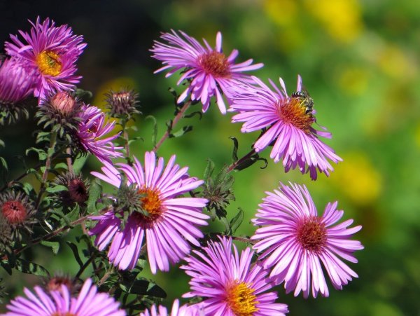 Цветы октябринки и сентябринки