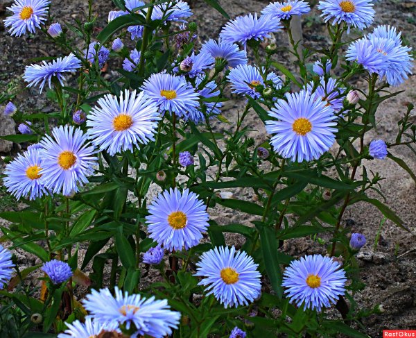 Астра сентябринка многолетняя