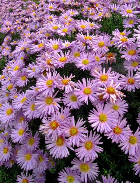 Астра многолетняя Октябринка