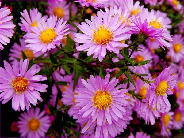 Астра кустарниковая Аннеке