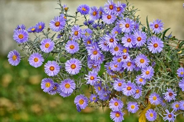 Астра Альпийская новобельгийская