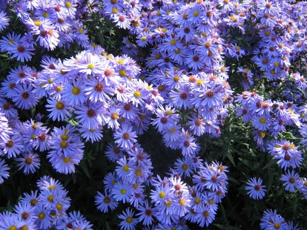 Астра кустарниковая сентябринка