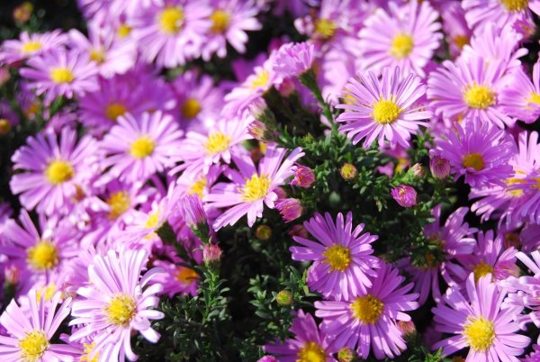 Астра многолетняя Октябринка