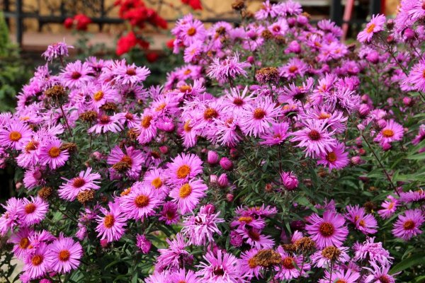 Виргинская Астра сентябринки